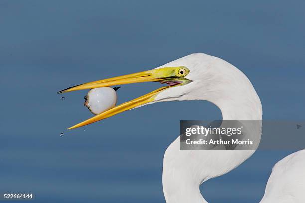 great egret with baby blowfish at little estero lagoon - aigrette photos et images de collection