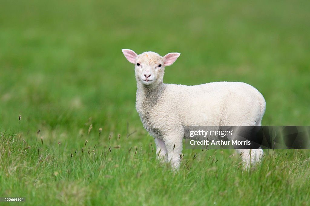 Lamb in field