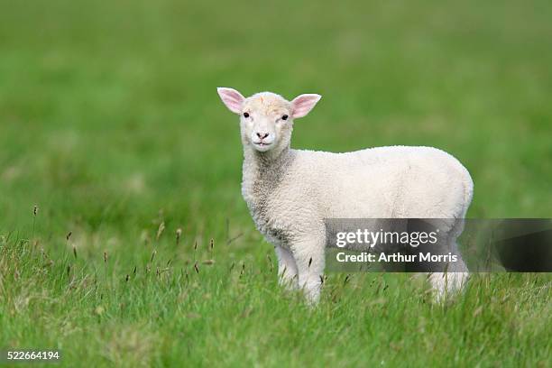 lamb in field - cordeiro imagens e fotografias de stock