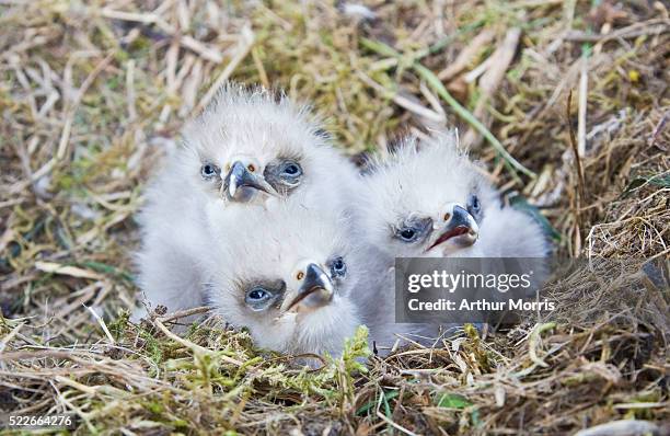 three bald eagle chicks in nest - animal nest stock pictures, royalty-free photos & images