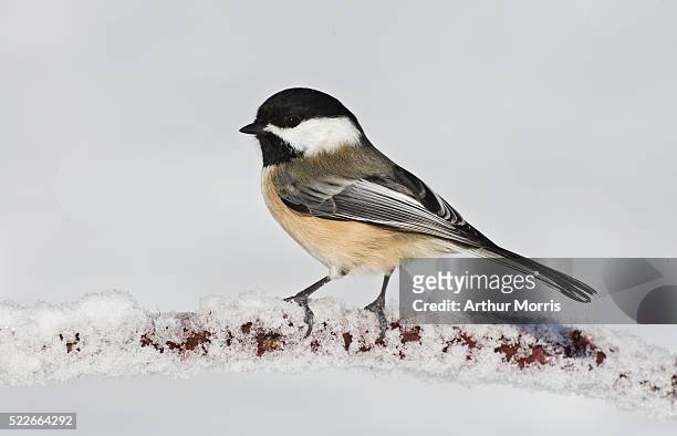 black-capped chickadee on snowy branch - chickadee stock-fotos und bilder