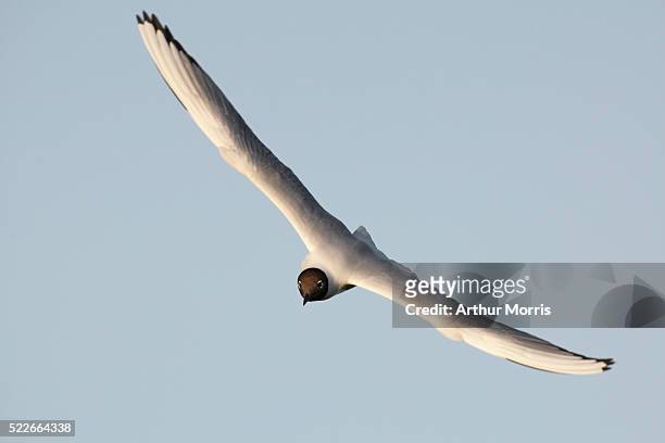 black-headed gull gliding - black headed gull stock pictures, royalty-free photos & images