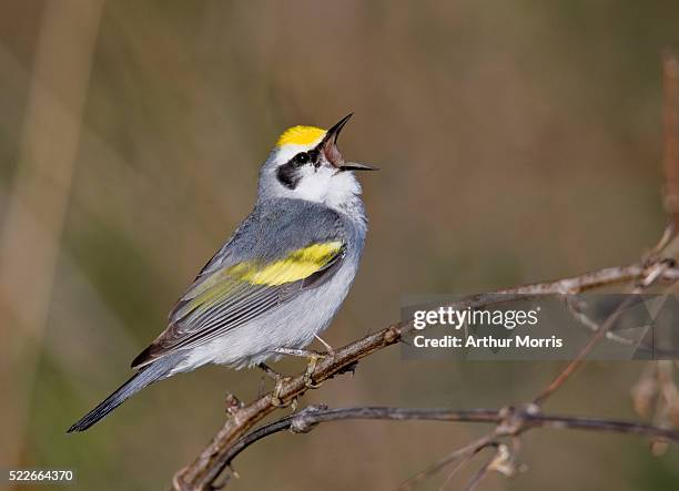 brewster's warbler singing - bird stock pictures, royalty-free photos & images