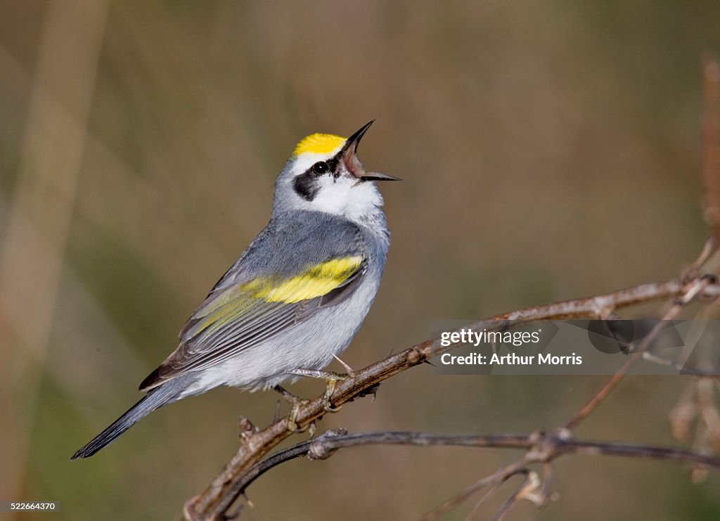 Brewster's warbler singing