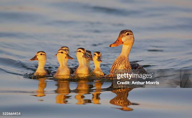 mottled duck with chicks at edward medard park - ducks stock pictures, royalty-free photos & images