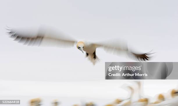 northern gannet in flight - alcatraz común fotografías e imágenes de stock
