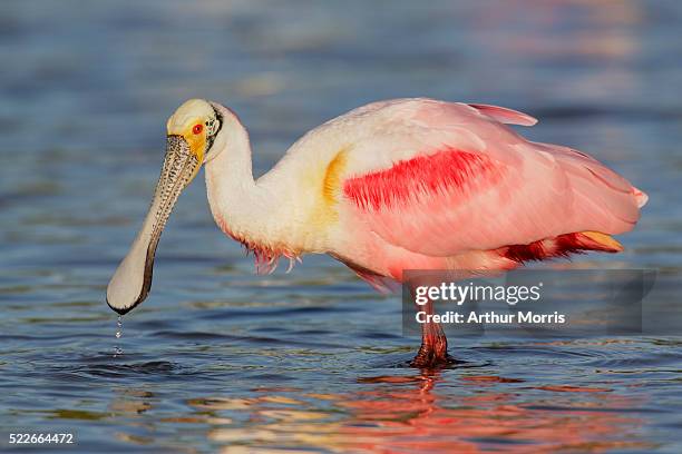 roseate spoonbill with water dripping from bill at alafia banks - roseate spoonbill stock pictures, royalty-free photos & images