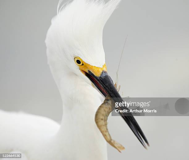 snowy egret eating live shrimp - snowy egret stockfoto's en -beelden