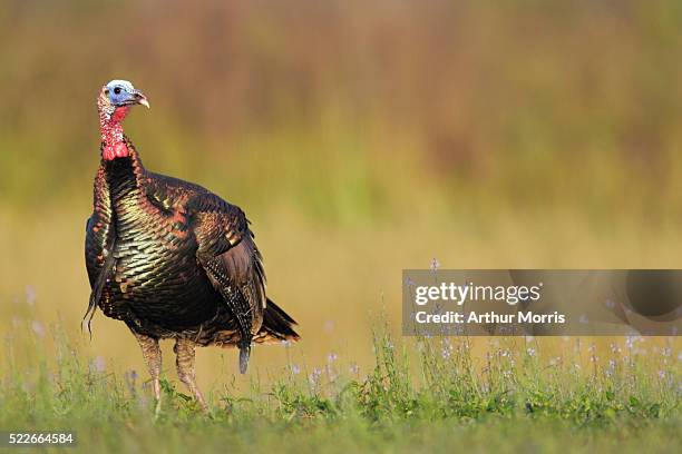 5,323 Wild Turkey Photos and Premium High Res Pictures - Getty Images 5,323 Wild Turkey Photos and Premium High Res Pictures - Getty Images