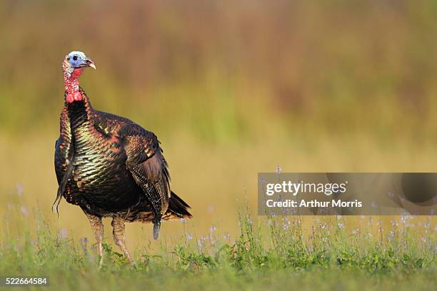 wild turkey and wildflowers - turkey v united states stock pictures, royalty-free photos & images