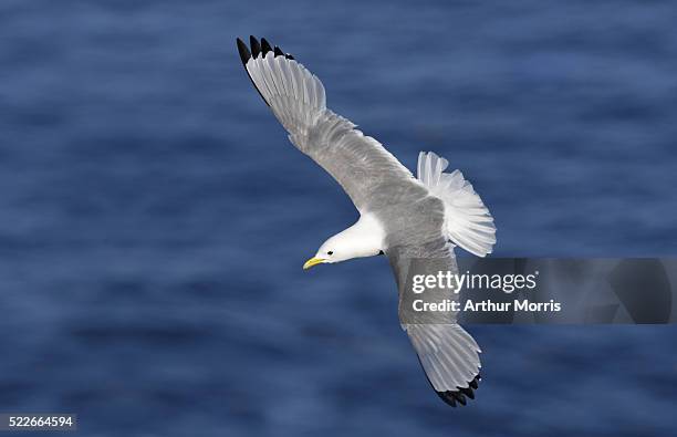 black-legged kittiwake in flight - kittiwake stock pictures, royalty-free photos & images