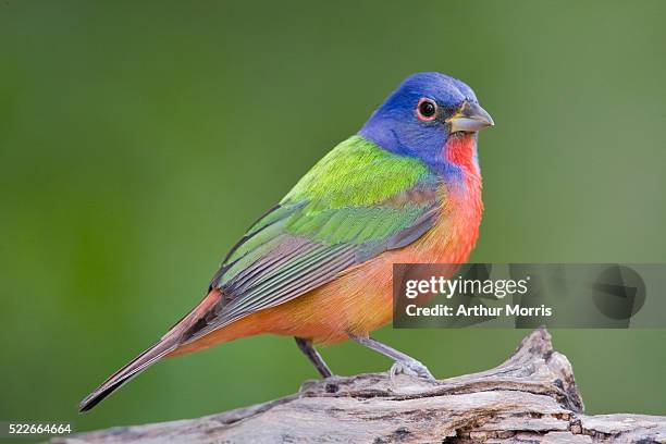 male painted bunting on log - bird profile stock pictures, royalty-free photos & images