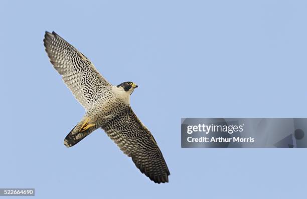 peregrine falcon in flight - peregrine falcon stock-fotos und bilder