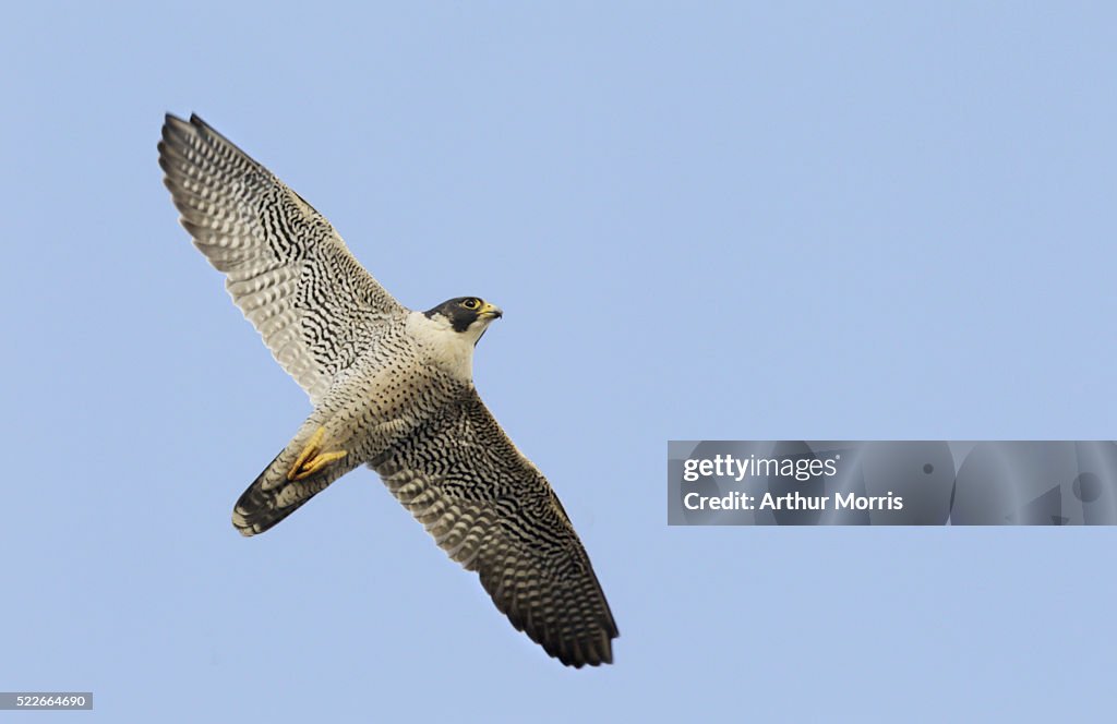 Peregrine falcon in flight