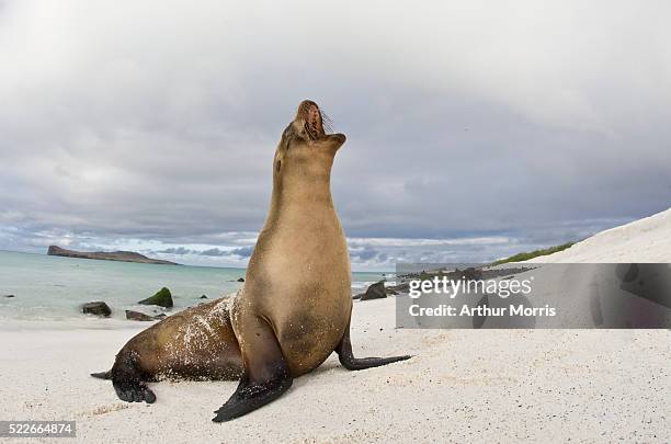 galapagos sea lion on beach - zalophus californianus imagens e fotografias de stock