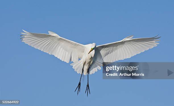 great egret in flight - bradenton bildbanksfoton och bilder