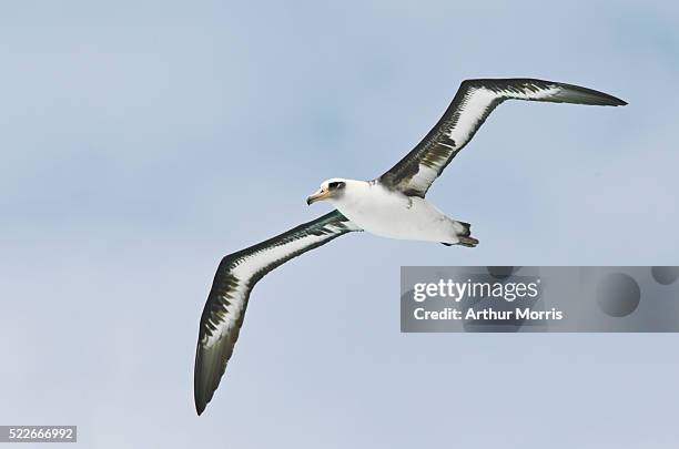 laysan albatross in flight - laysan albatross bildbanksfoton och bilder