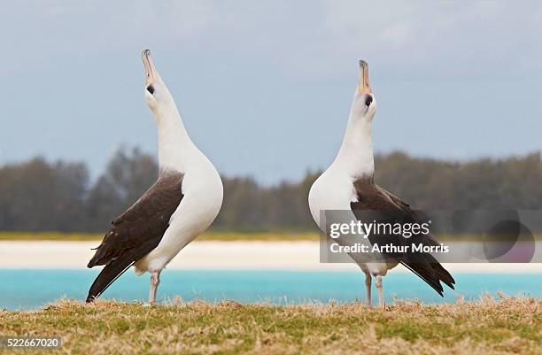 laysan albatrosses in courtship display - midway atoll stock pictures, royalty-free photos & images