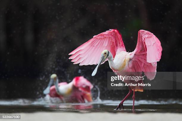 roseate spoonbills bathing - rosalöffler stock-fotos und bilder