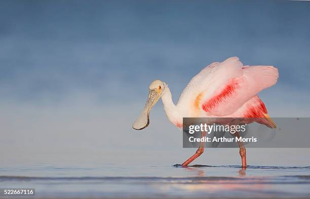 roseate spoonbill walking aggressively - roseate spoonbill stock pictures, royalty-free photos & images