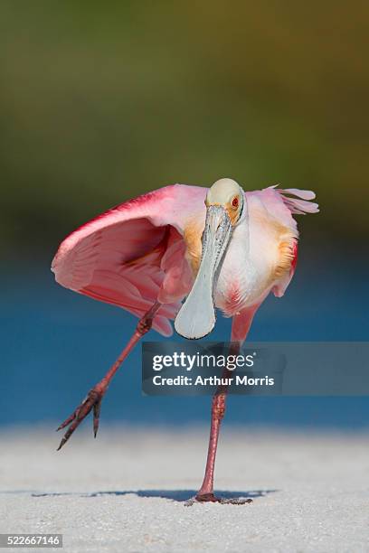 roseate spoonbill stretching its wing - roseate spoonbill stock pictures, royalty-free photos & images