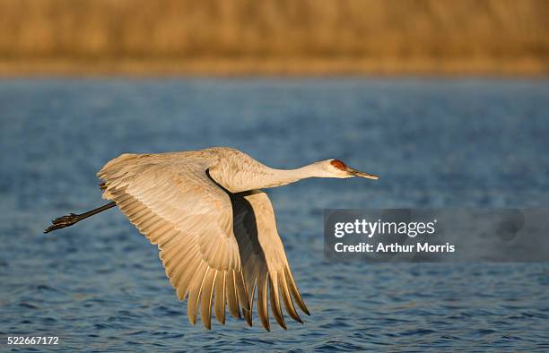 sandhill crane in flight - bosque del apache national wildlife reserve stockfoto's en -beelden