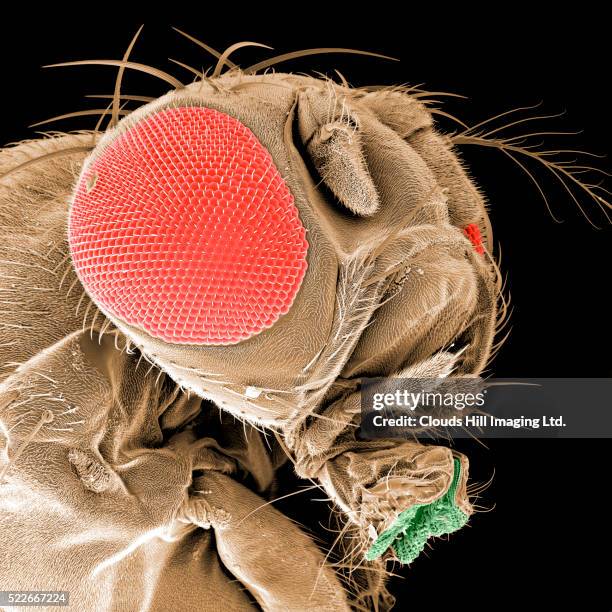 head of a fruit fly - fruchtfliege stock-fotos und bilder