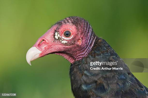 turkey vulture - indian lake estates stock pictures, royalty-free photos & images