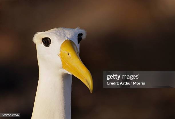 waved albatross - albatross stock pictures, royalty-free photos & images