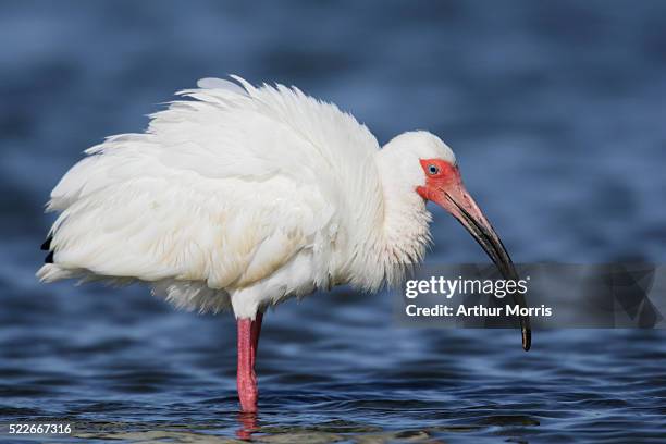 white ibis ruffling its feathers - ruffling stock pictures, royalty-free photos & images