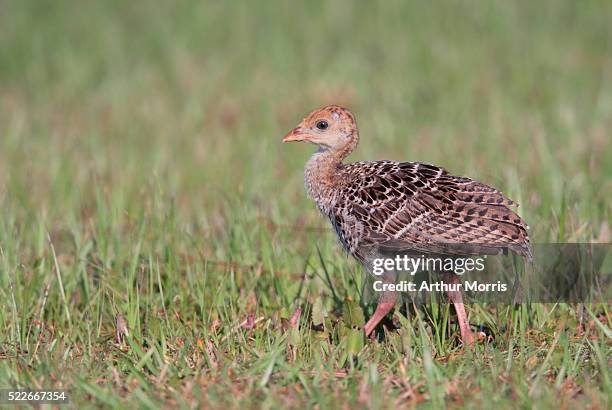 wild turkey poult - indian lake estates stock pictures, royalty-free photos & images