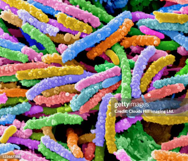 e. coli bacteria - bacterie stockfoto's en -beelden