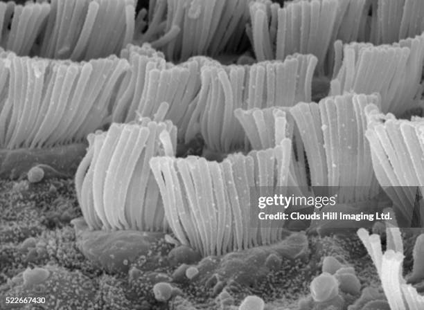 cochlear cilia - cilia stock pictures, royalty-free photos & images
