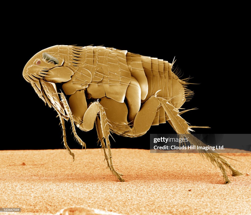 Cat Flea