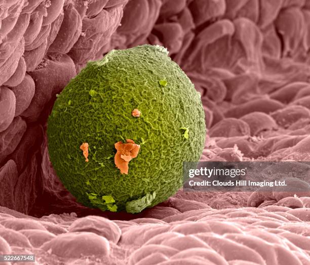 human ovum in fallopian tube - human egg stock pictures, royalty-free photos & images