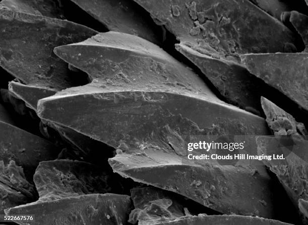 shark skin scale - animal scale stock pictures, royalty-free photos & images