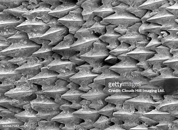 great white shark scales - animal scale stock pictures, royalty-free photos & images
