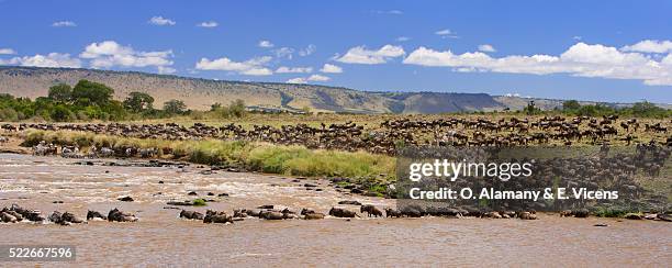 blue wildebeest crossing mara river - river mara stock pictures, royalty-free photos & images