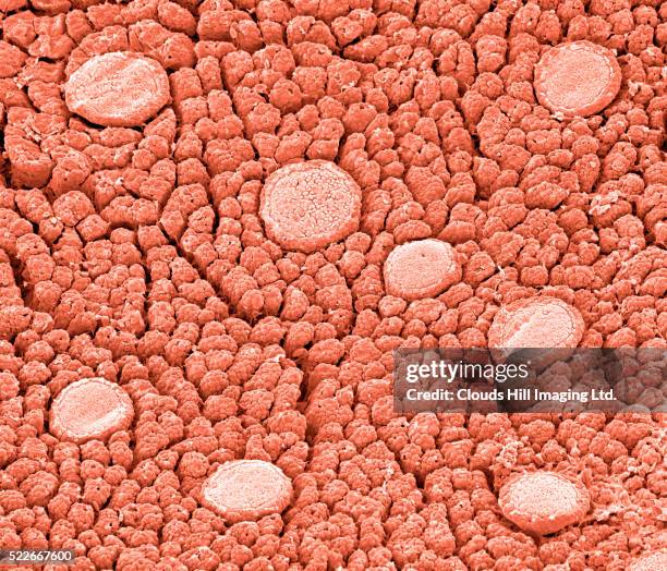 172 Taste Bud Closeup Stock Photos, High Res Pictures, and Images
