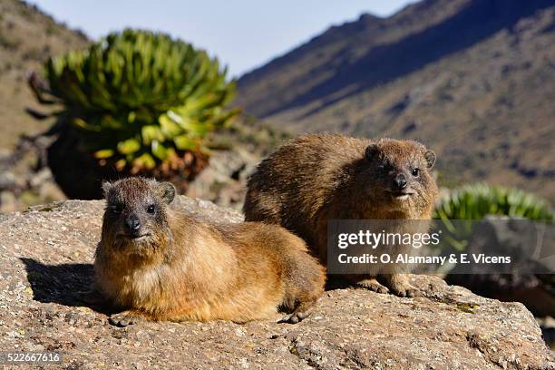 Number Rock Rabbits Rock Rabbit Photos and Premium High Res Pictures - Getty Images