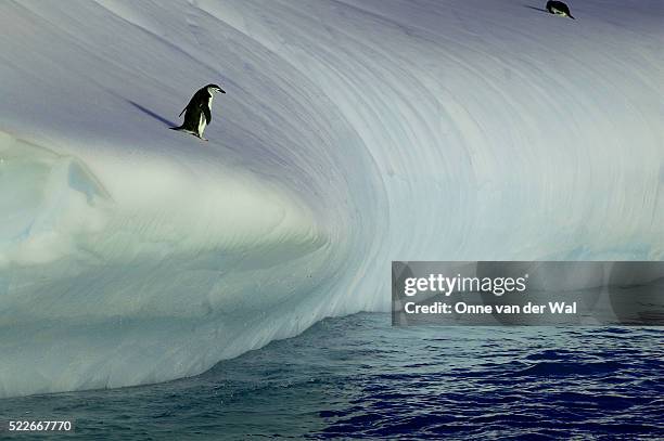 chinstrap penguins on iceberg - pinguim da antártica - fotografias e filmes do acervo