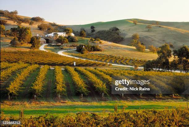 vineyards in the barossa valley of south australia - barossa stock pictures, royalty-free photos & images