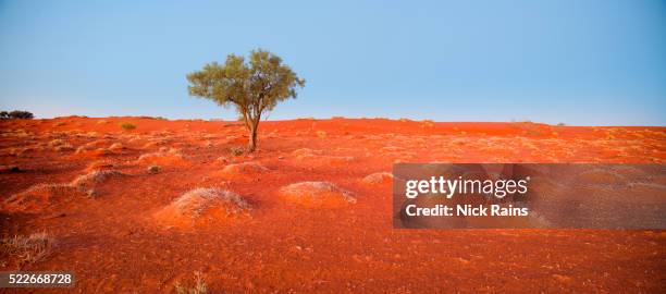 lone tree in simpson desert at cravens peak reserve - simpson desert stock-fotos und bilder