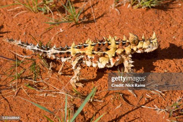 thorny devil at cravens peak reserve in queensland - diabo espinhoso imagens e fotografias de stock
