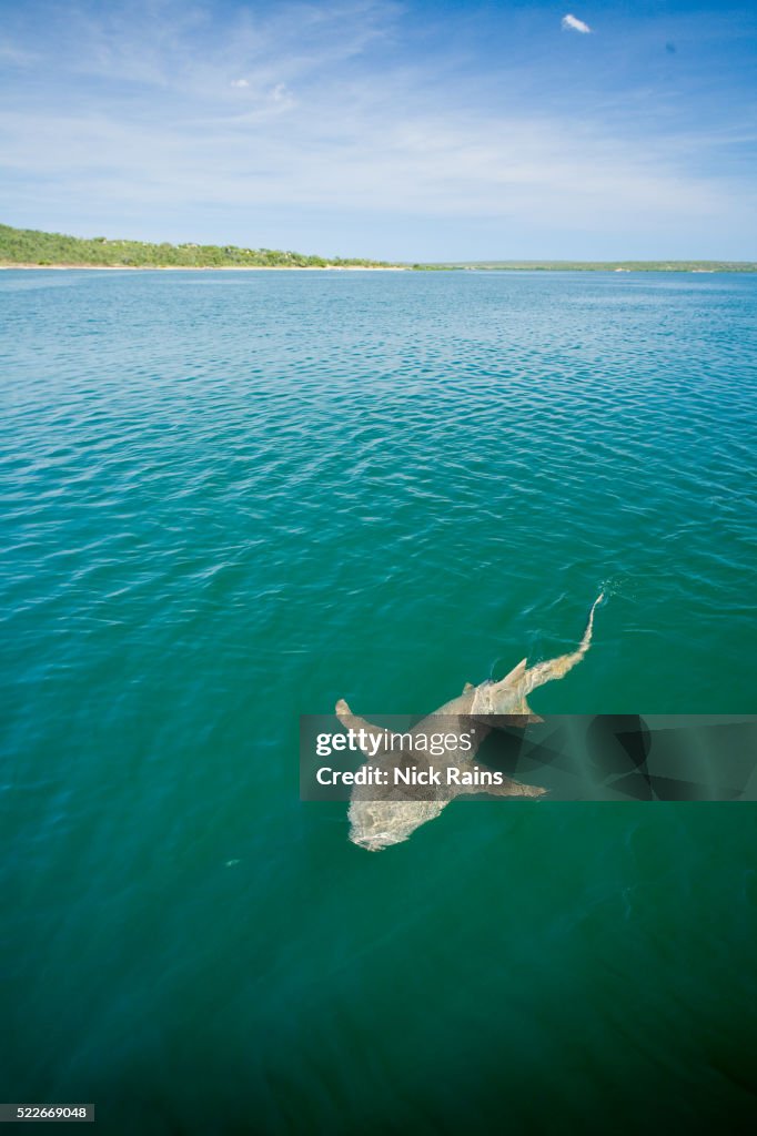 Shark at the Berkley River in Western Australia