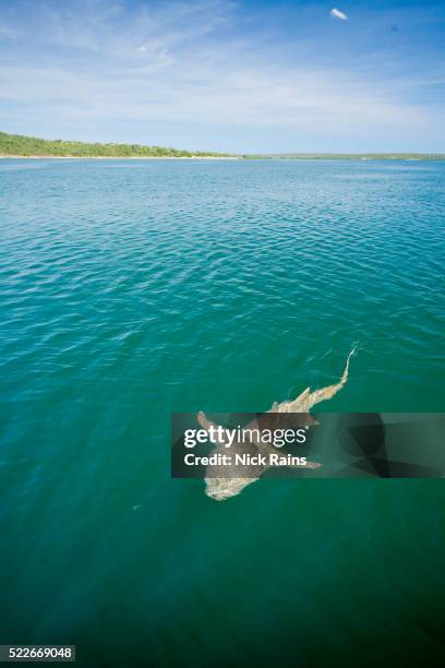 shark at the berkley river in western australia - shark top view stock pictures, royalty-free photos & images