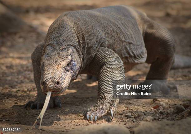 komodo dragon on komodo island in indonesia - monitor lizard stock pictures, royalty-free photos & images