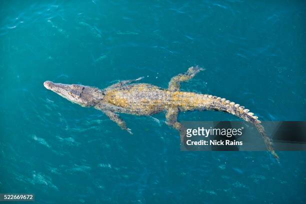 estuarine crocodile in the hunter river on mitchell plateau - australian saltwater crocodile ストックフォトと画像