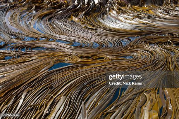 bull kelp at macquarie island in australia - kelp stockfoto's en -beelden