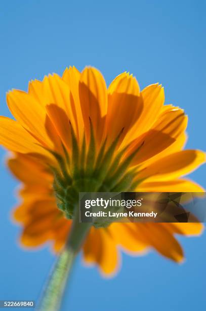 calendula flower-calendula offcinalis - calendula stock pictures, royalty-free photos & images